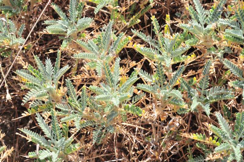 Astragalus terraccianoi / Astragalo di Terracciano